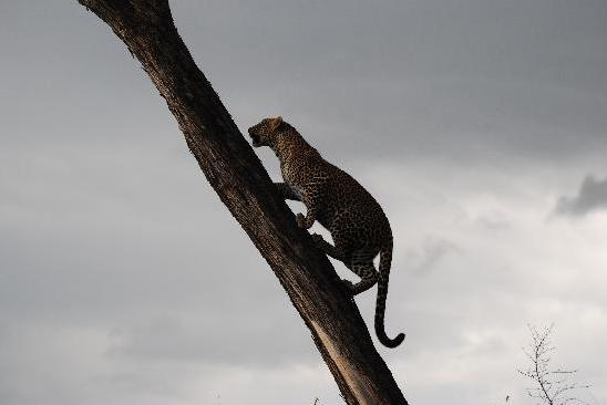 macan tutul memanjat pohon